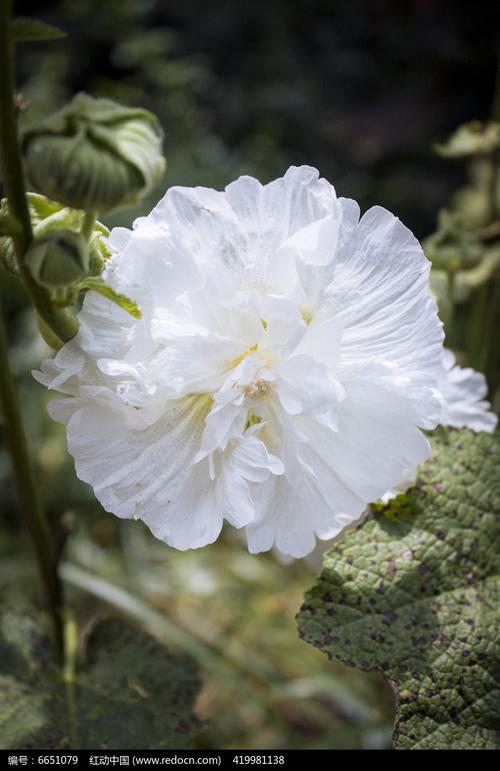 原创摄影图 动物植物 花卉花草 白色的蜀葵花朵