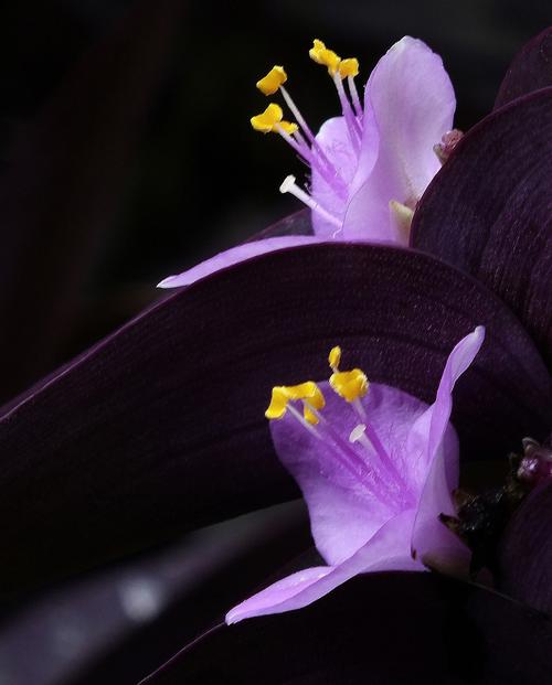 紫罗兰花卉盆栽,图库-回车桌面