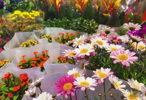 新年春意,花市先知 石景山花卉市场热闹起来